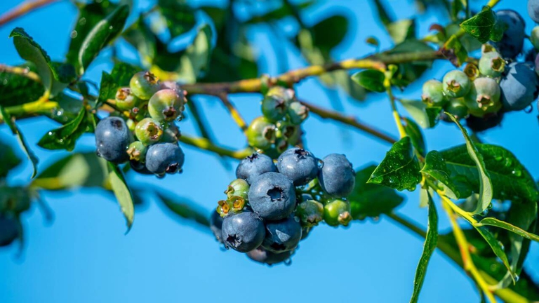 Bennett Blueberries framed by a beautiful blue sky with sun shining abundantly on the historic Bennett Farmstead. 